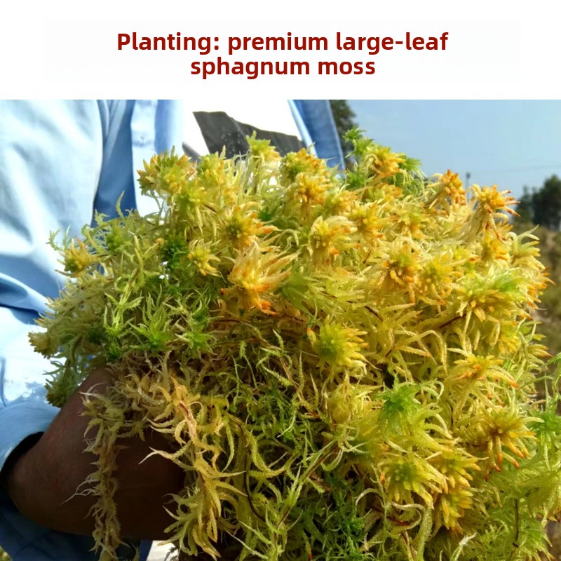 Preserved Moss Sheet - Lumut Sphagnum Kering Kelas A, Campuran