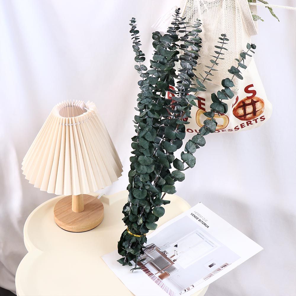 10 Buah Daun Eucalyptus Kering - Eucalyptus Preserved ulasan dan harga